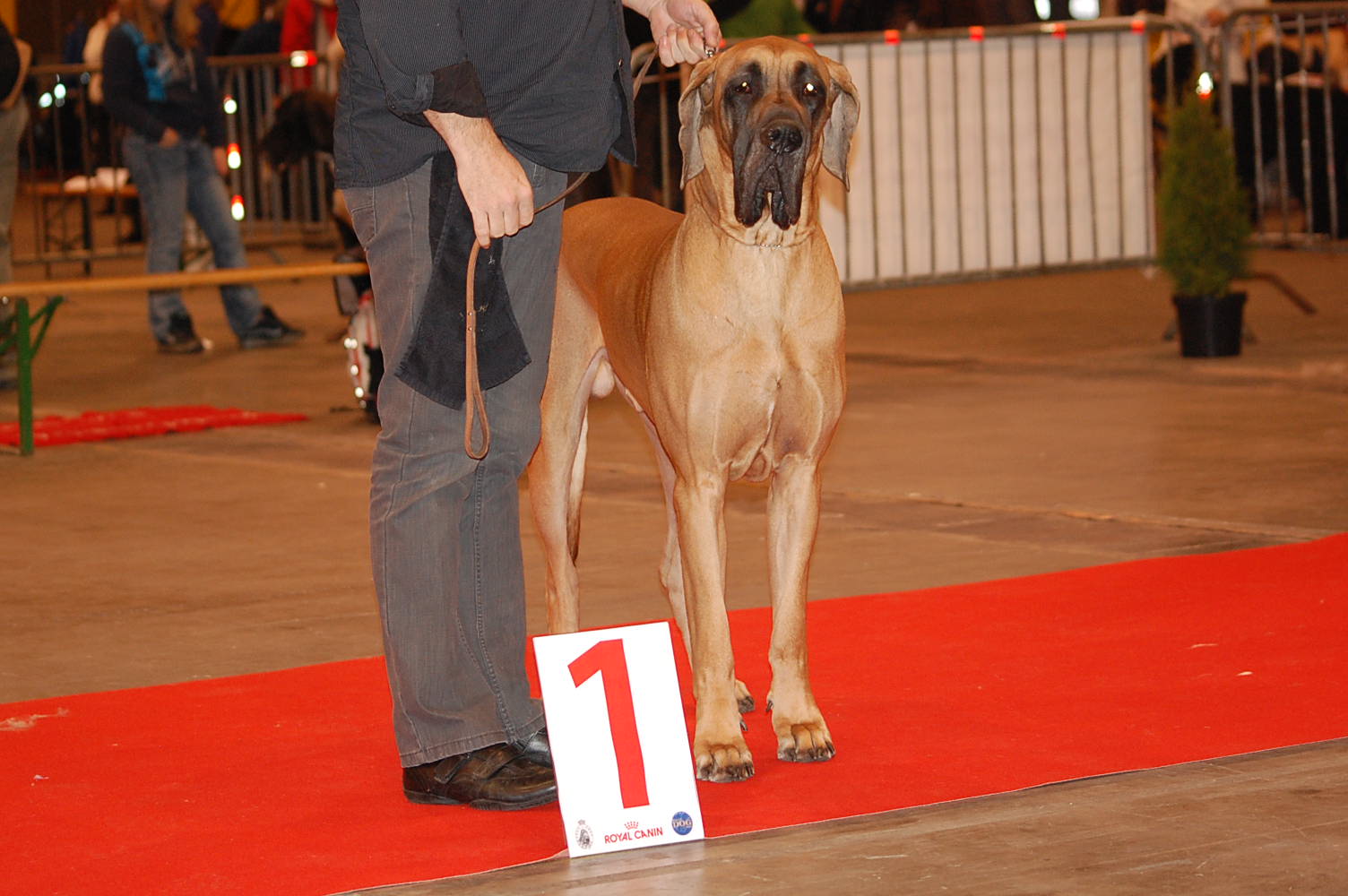 Belgian Winner 2010